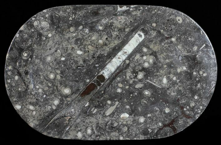 Fossil Orthoceras & Goniatite Plate - Stoneware #57785